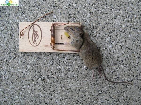 לכידת עכבר