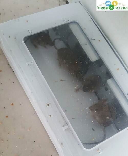 מכת עכברים בבניין