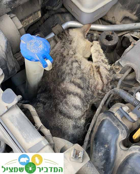 חתול מת במנוע של רכב