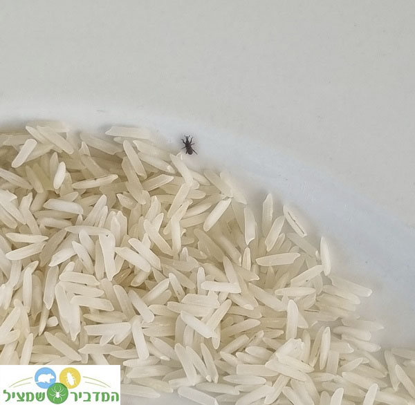 חרקים באורז
