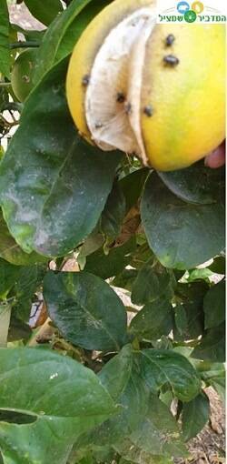 חרקים בעץ לימון