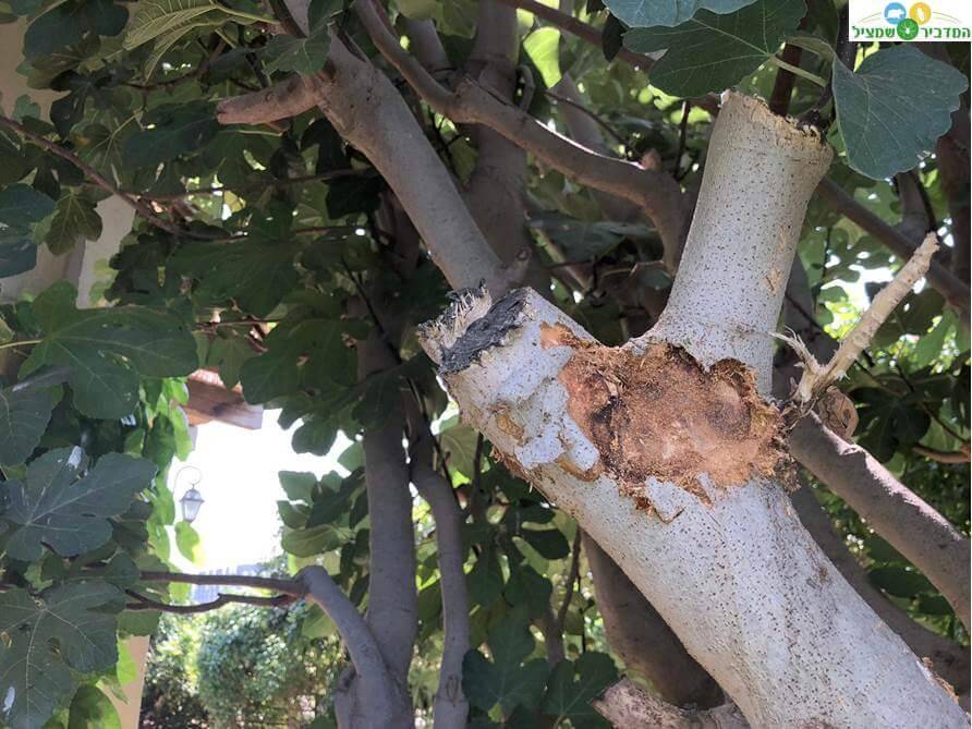 עץ תאנה שנפגע מיקרונית