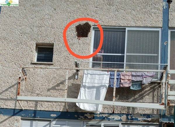 טיפול בקן צרעות בבניין ללא גישה